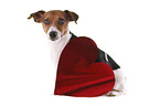 sitzender Jack Russell Terrier