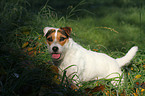 stehender Jack Russell Terrier