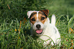 Jack Russell Terrier Portrait