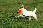 spielender Jack Russell Terrier