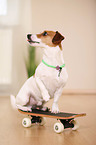 Jack Russell Terrier