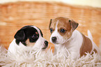 Jack Russell Terrier Welpe