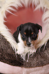 Jack Russell Terrier Welpe