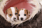 Jack Russell Terrier Welpe