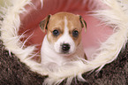 Jack Russell Terrier Welpe