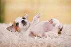 Jack Russell Terrier Welpe