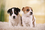 Jack Russell Terrier Welpe