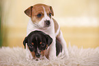 Jack Russell Terrier Welpe