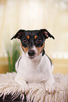 Jack Russell Terrier