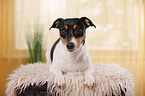 Jack Russell Terrier