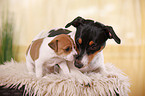 Jack Russell Terrier