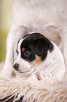 Jack Russell Terrier Hndin mit Welpen