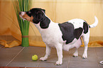 Jack Russell Terrier