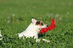 spielender Jack Russell Terrier