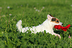 spielender Jack Russell Terrier