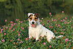 sitzender Jack Russell Terrier