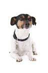 liegender Jack Russell Terrier