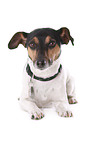 liegender Jack Russell Terrier