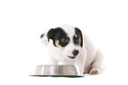 Jack Russell Terrier Welpe