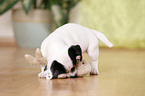 Jack Russell Terrier Welpe