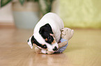 Jack Russell Terrier Welpe