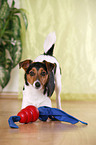 Jack Russell Terrier