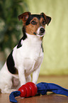 Jack Russell Terrier