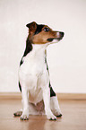 Jack Russell Terrier