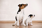 Jack Russell Terrier