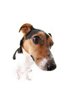 Jack Russell Terrier