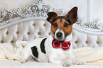 liegender Jack Russell Terrier