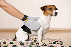 Jack Russell Terrier