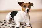 liegender Jack Russell Terrier