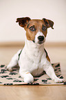 liegender Jack Russell Terrier