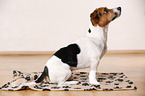 Jack Russell Terrier