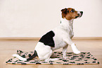 Jack Russell Terrier