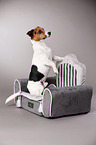 Jack Russell Terrier