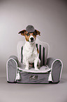 Jack Russell Terrier