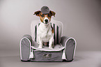 Jack Russell Terrier