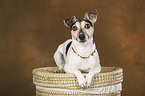 liegender Jack Russell Terrier