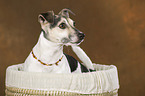 Jack Russell Terrier Portrait