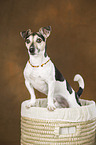 Jack Russell Terrier