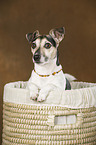 Jack Russell Terrier Portrait