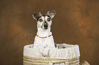 Jack Russell Terrier Portrait