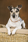 liegender Jack Russell Terrier