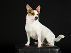 sitzender Jack Russell Terrier