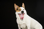 Jack Russell Terrier Portrait