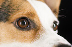 Jack Russell Terrier Augen