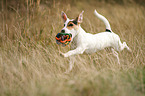 spielender Jack Russell Terrier