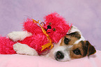 liegender Jack Russell Terrier